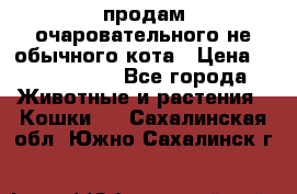 продам очаровательного не обычного кота › Цена ­ 7 000 000 - Все города Животные и растения » Кошки   . Сахалинская обл.,Южно-Сахалинск г.